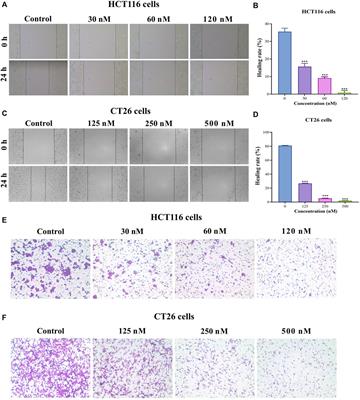 Bruceine a exerts antitumor effect against colon cancer by accumulating ROS and suppressing PI3K/Akt pathway